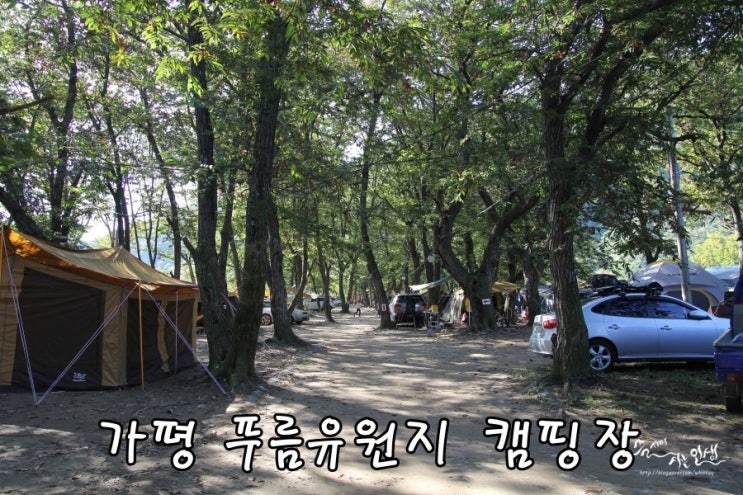  [가평 캠핑장] 밤줍기 체험이 가능한 푸름유원지 캠핑장