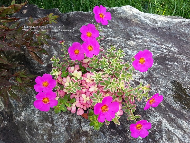  카멜레온 포체리카 꽃 외 (ポーチュラカの花 他)