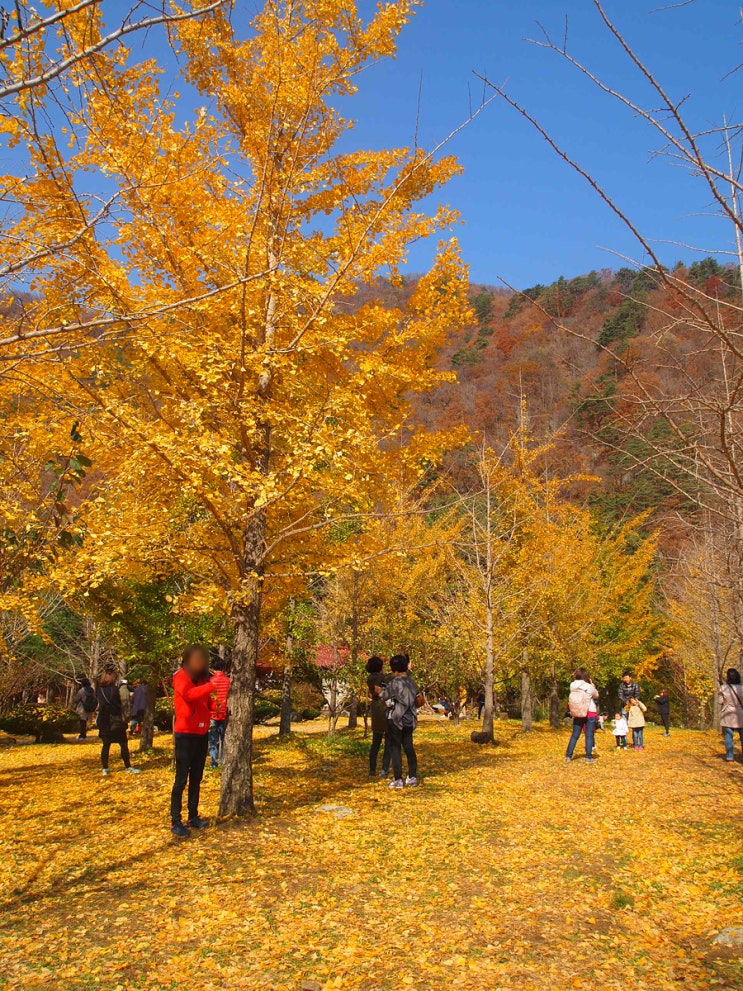  홍천 은행나무숲을 보러가다