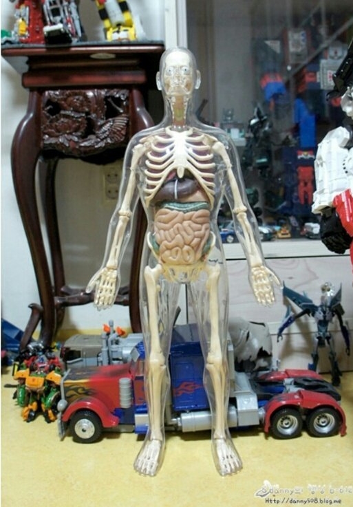 아빠와 함께하는 재미있는 해부학 놀이!!