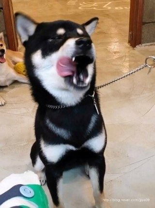  시바견 아리+호랑ㅣ 인천 나드으리~