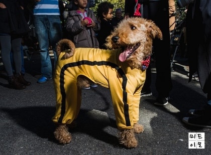 아이들을위한 개 할로윈 의상