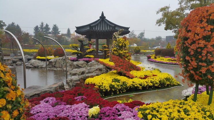  2014 익산 국화축제1