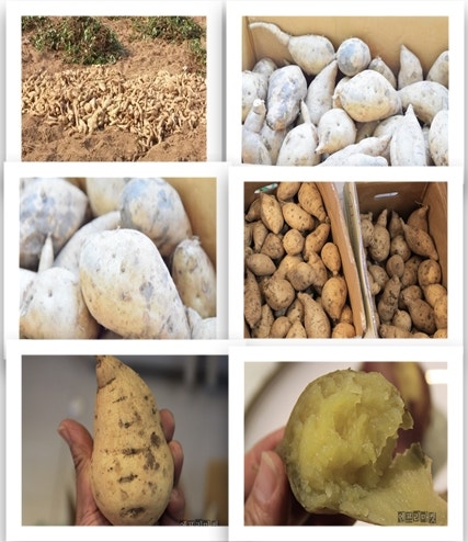 백령도백고구마.백령도흑땅콩.백령도특산물.백령도백색고구마.백령고구마.백령백색곡마.백....