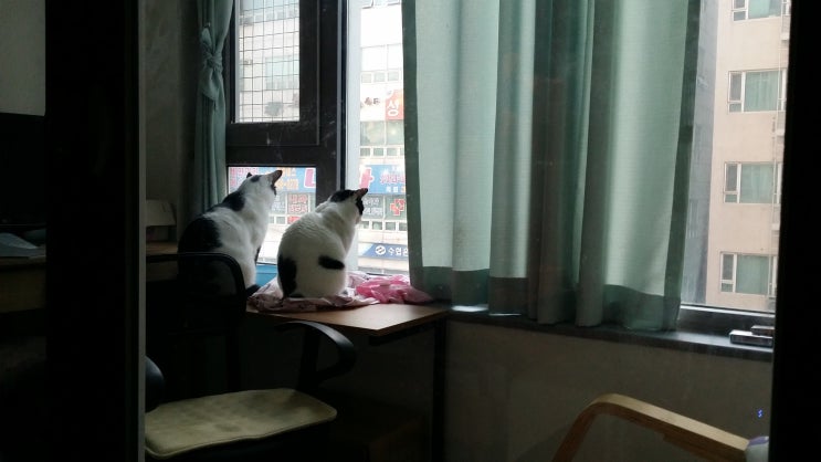아침 막둥이 금떵이 세상 내다보기