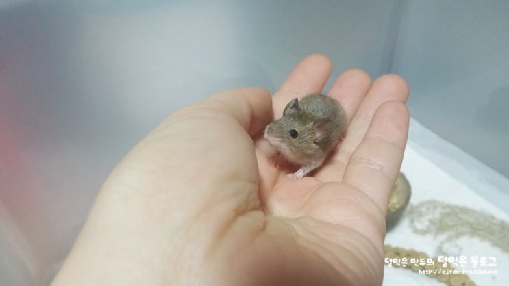 왠일로 손위에서 얌전히 있던 희귀애완동물 멧밭쥐.. :) : 네이버 블로그
