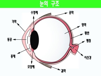 인간의 안구 다이어그램