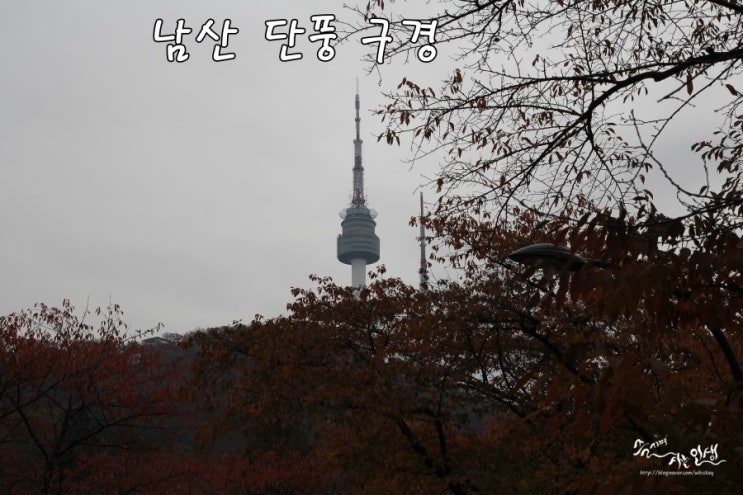  [남산 단풍 구경] 남산 도서관 주차장부터 남산타워까지
