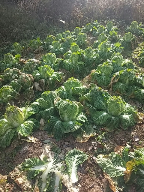 김장배추 뽑다.