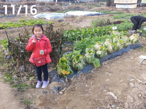  첫 배추 수확