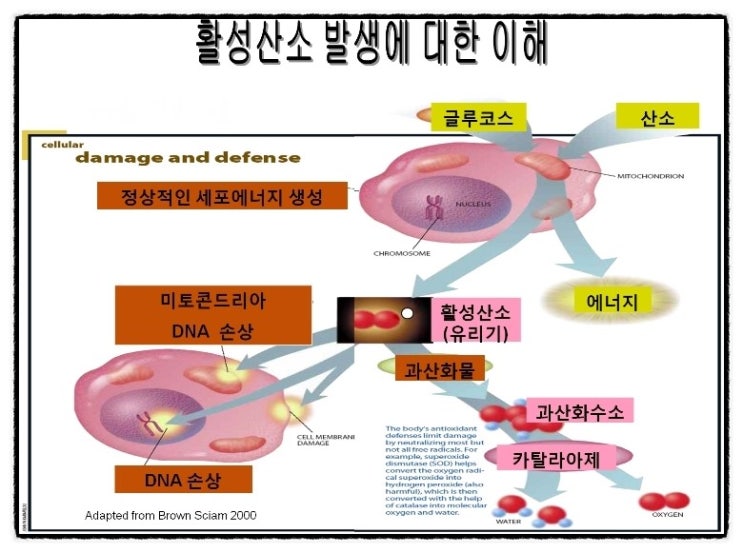  활성 산소