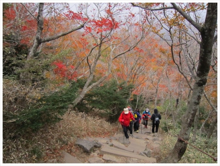 한라산 가을단풍 속으로 (3) 영실계곡에서 만난 화려한 단풍