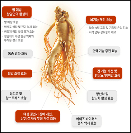 홍삼농축액 효능 면역력에 그렇게 5