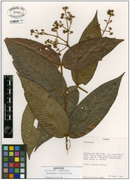 Database - JSTOR Global Plants :