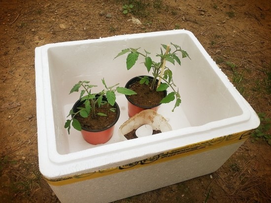  4탄 마트에서 산 방울토마토 집에서 키우기