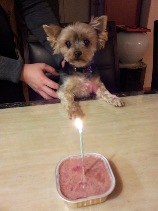 우리 강아지 모모 생일파티