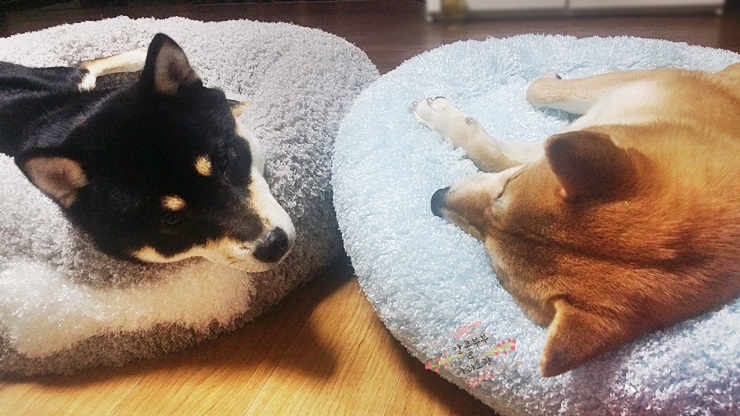  시바견 아리+호랑ㅣ 아호네집에 아페토 마약방석 XL 놓아드렸어요~