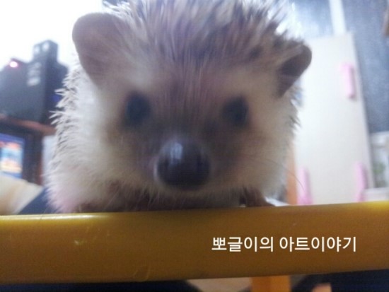  귀여운 고슴도치 미키