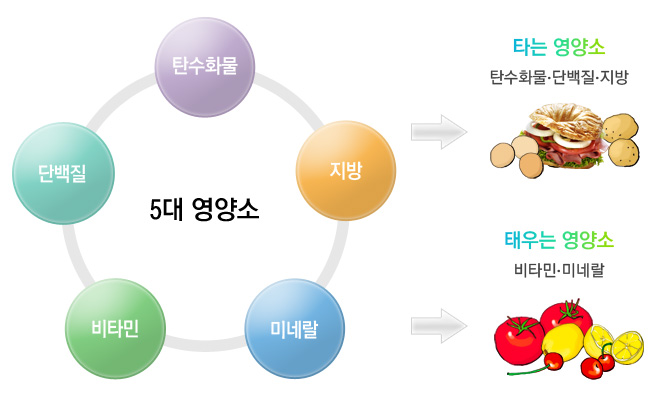 [다이어트 중 알아야할 영양 상식] - 3대, 5대, 7대, 8대 영양소? 단식시 부족한 영양소? : 네이버 블로그