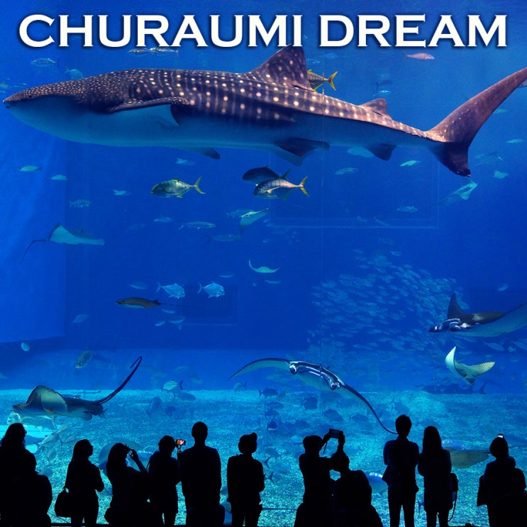 신비롭고 생동감 넘치는 흑조의 바다~ 고래상어의 꿈 오키나와 추라우미수족관 : 오키나와여행