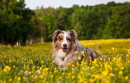 오스트레일리안 셰퍼드는 다른 개들과 잘 지냅니까