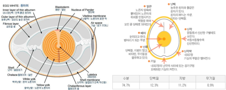 달걀 단백질의 종류와 섭취 방법 : 네이버 블로그 달걀 단백질의 종류와 섭취 방법 : 네이버 블로그