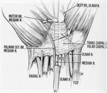 carpal tunnel syndrome (수근관 증후군) : 네이버 블로그