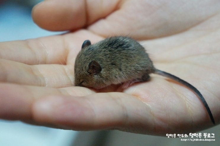 멧밭쥐 뚜이가 처음 눈 뜬 날... (햄스터 아니에요~) : 네이버 블로그