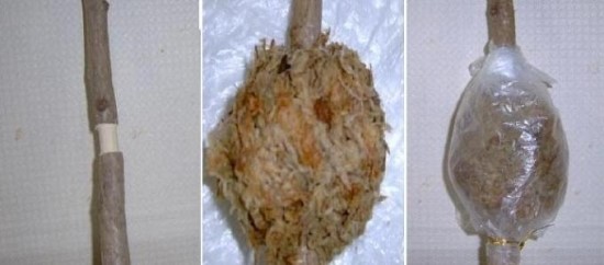  취목