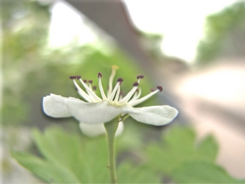 빨강 머리 앤과 산사나무 꽃 빨강 머리 앤과 산사나무 꽃