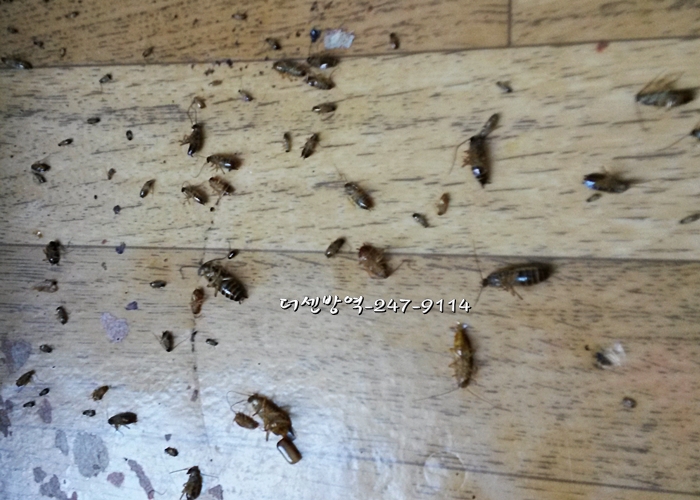 바퀴벌레가 죽으며 알을낳고 알에서 부화된 새끼바퀴벌레들