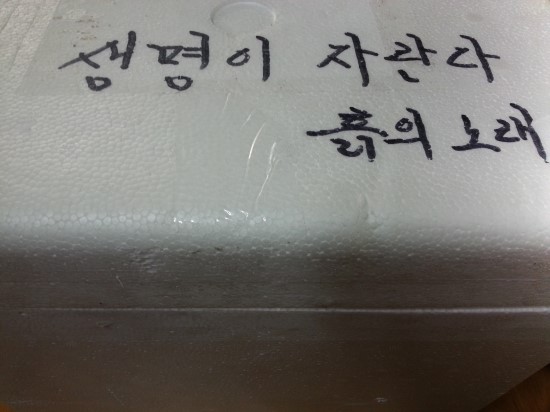 채종용 씨앗 파종 채종용 씨앗 파종