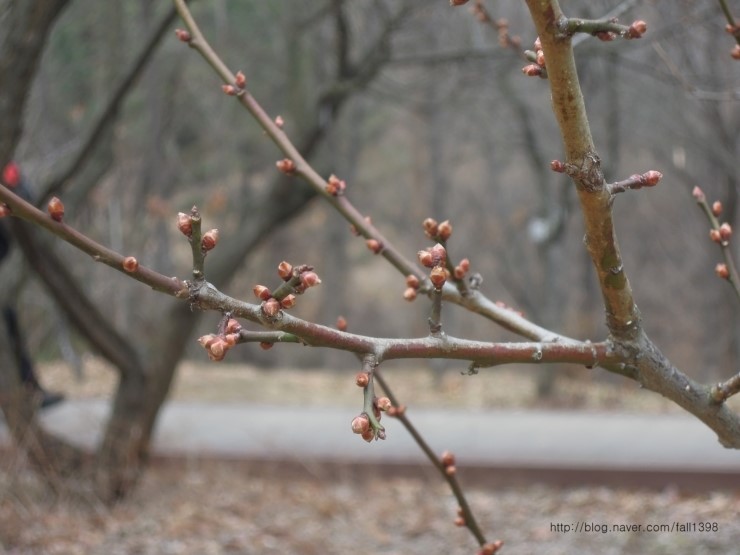  산수유 꽃눈