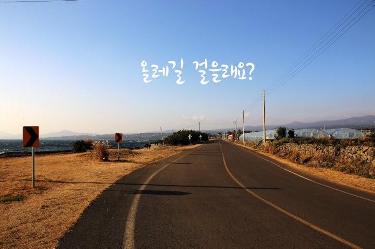  올레길 추천! 8코스 봄 여행지의 아름다움을 느낄 수 있는! 강력추천! 자연탐방을 떠나보아요^^