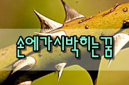 손에가시박히는꿈