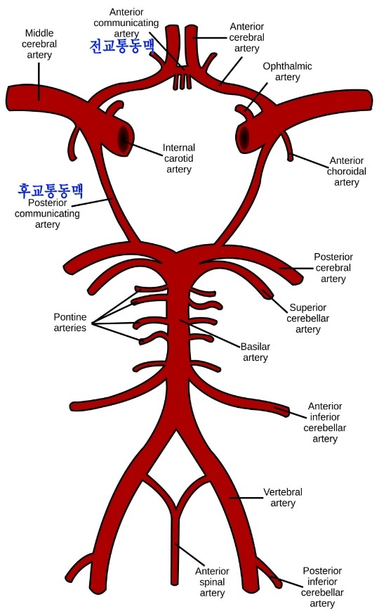 뇌혈관질환 증상 뇌질환 허혈성 조영술 뇌혈류 초음파를 보세요.