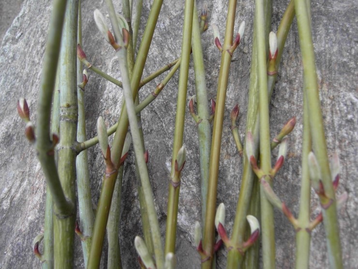 산천목벌떡의 효능과 산천목벌떡국물차 마시는 법 2