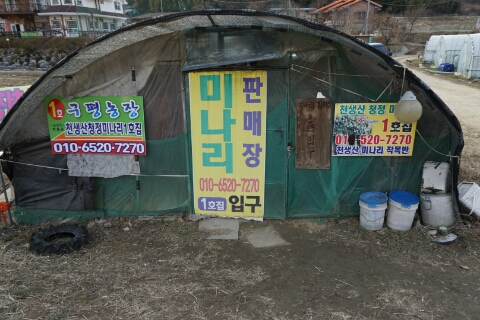  [구미맛집] 천생산 미나리 삼겹살 "구평농장1호점"