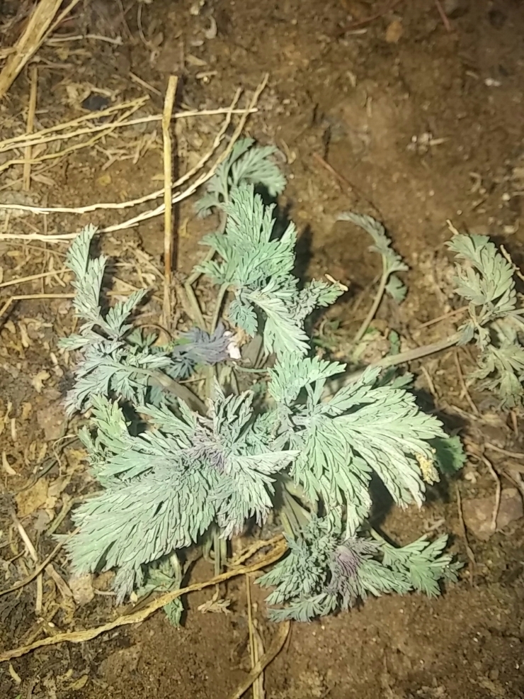 산괴불주머니 입니다. 복수초가 아니었어요.