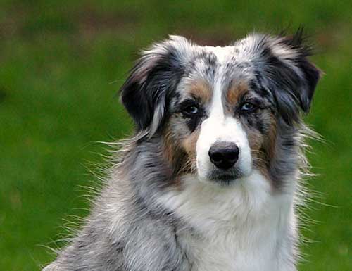 ì˜¤ìŠ¤íŠ¸ë ˆì¼ë¦¬ì•ˆ ì…°í¼ë