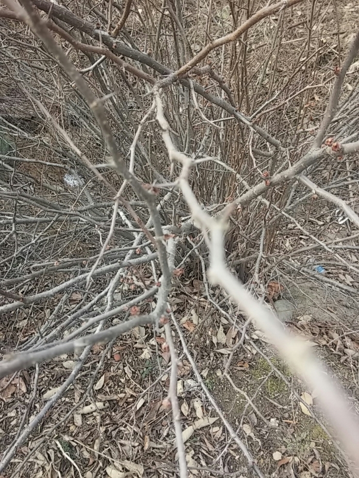 산골짜기에 산당화 꽃봉우리가 피었어요.