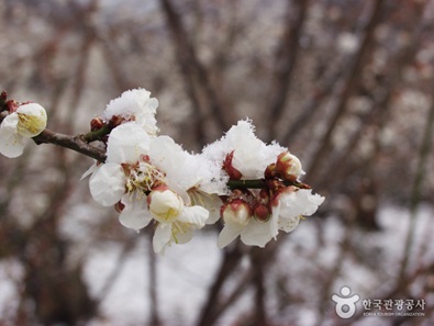 2015년, 다가오는 봄!  축제일정과 개화시기는?