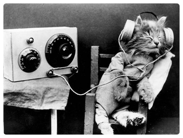 고양이가 좋아하는 음악과 노래(하프 자장가 소리外) : 네이버 블로그