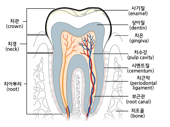 치아와 잇몸의 구조 치아와 잇몸의 구조