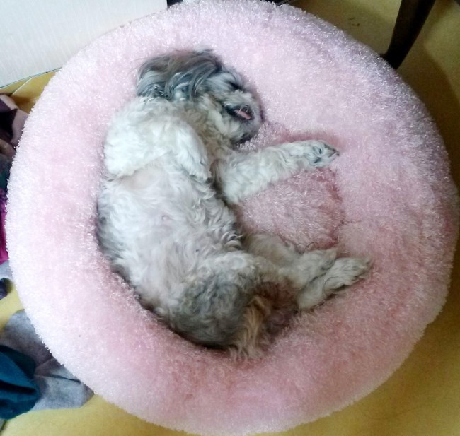 아페토 마약방석 (떡실신방석)