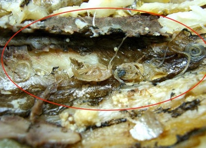 고래회충(아니사키스) 무엇인가?급증 왜? 고래회충 증상,치료법 !! : 네이버 블로그 고래회충(아니사키스) 무엇인가?급증 왜? 고래회충 증상,치료법 !! : 네이버 블로그