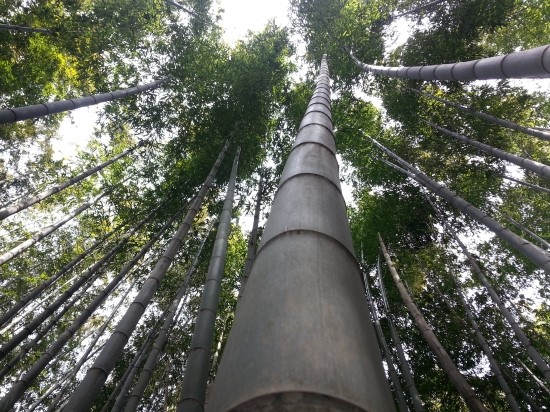 맹종죽 맹종죽
