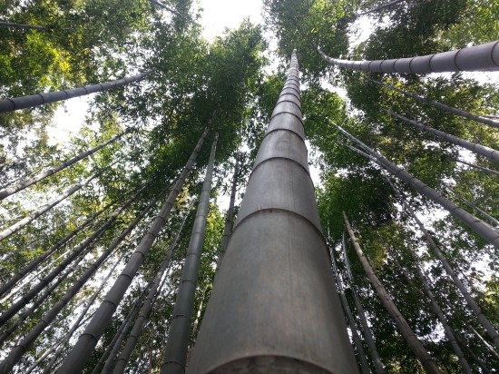 맹종죽