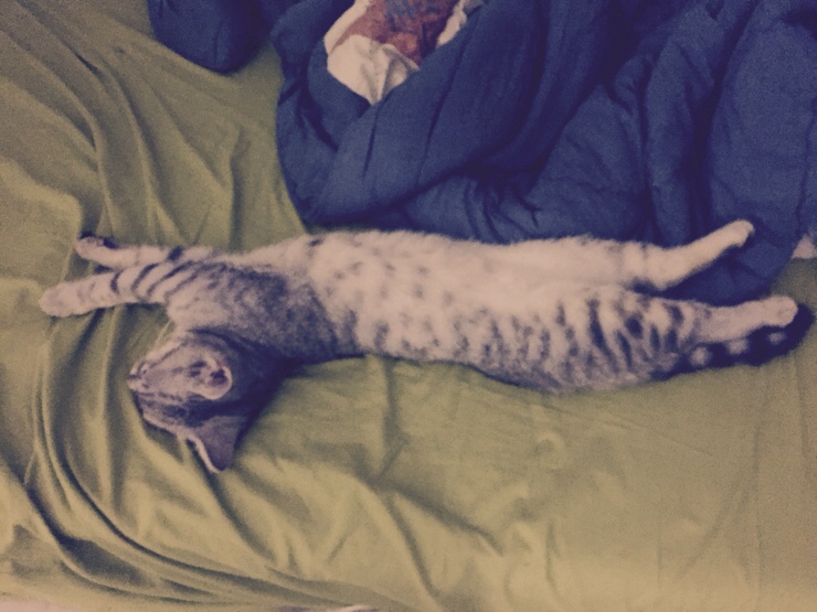  부러운 고양이.