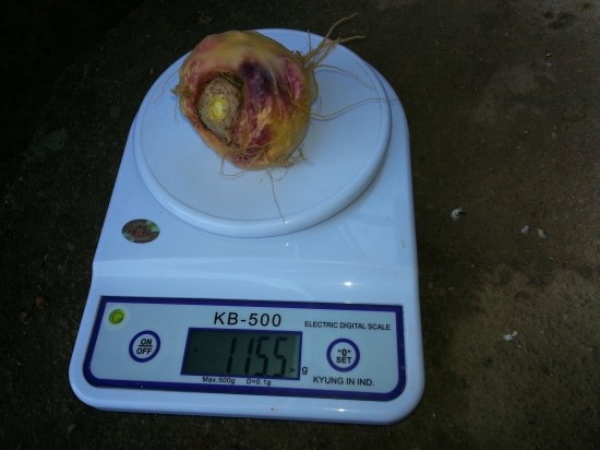 마카재배-100g 돌파 마카재배-100g 돌파